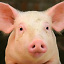 Pig's user avatar