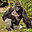 Harambe's user avatar